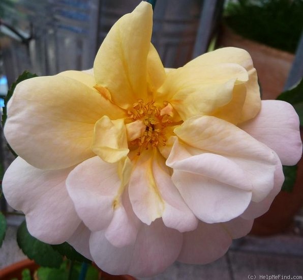 'Elegante Edith' rose photo