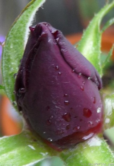 'Burgundy velvet' rose photo
