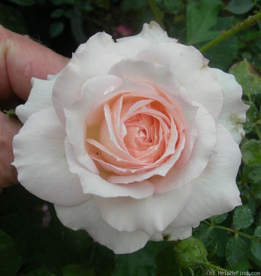 'LYGXCHT' rose photo