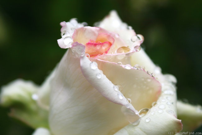 'Ambiente' rose photo