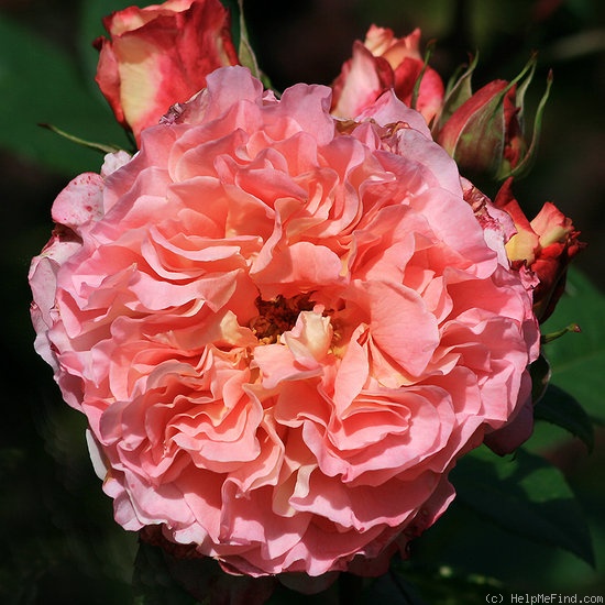 'Augusta Luise ® (Hybrid Tea, Evers, 1999)' rose photo