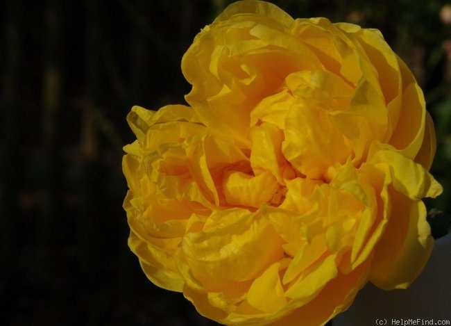 'Persian Yellow' rose photo
