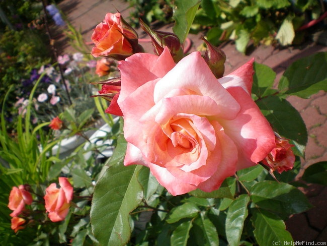 'Little Darling' rose photo