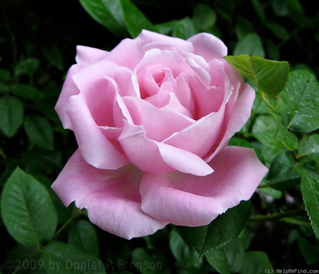 'Mary Rose ®' rose photo