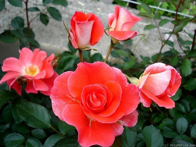 'Allée Abricot ®' rose photo