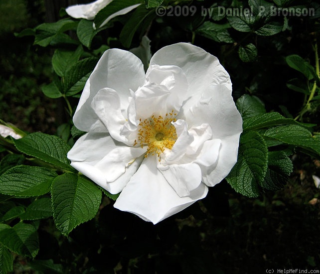'Rosa rugosa alba plena' rose photo