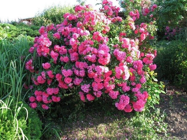 'Heidetraum' Rose Photo