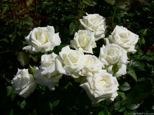 'Metropolitan ® (hybrid tea, Meilland 2004)' rose photo