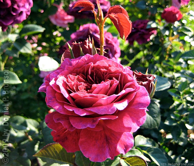 'Prospero ®' rose photo