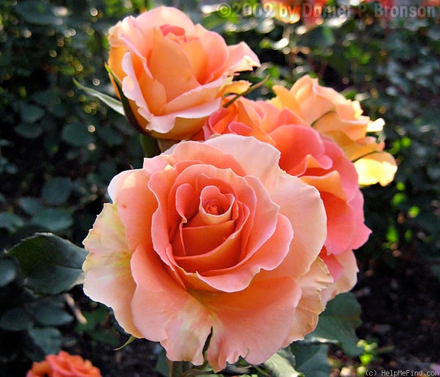 'Brass Band ™' rose photo