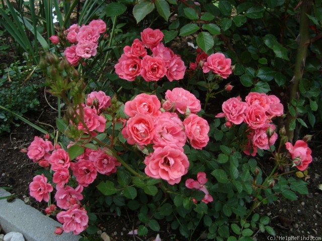 'Atlanta ® (miniature, de Ruiter, 1992)' rose photo
