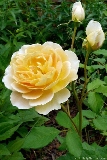 'Welsh Gold ™' rose photo