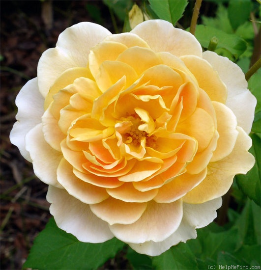 'Welsh Gold ™' rose photo