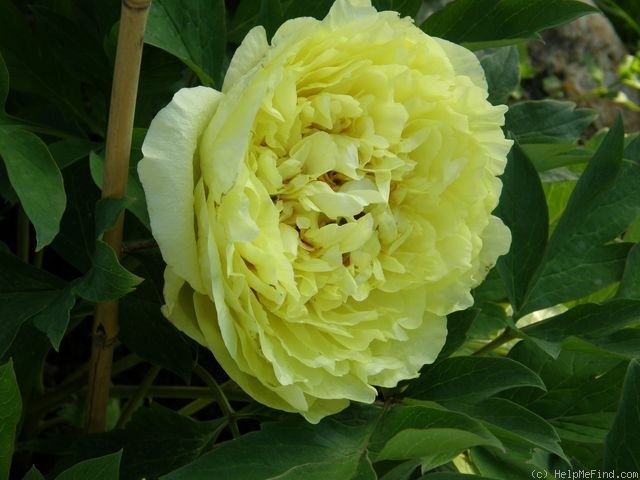 'Yellow Crown' peony photo