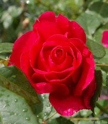'H25-98' rose photo