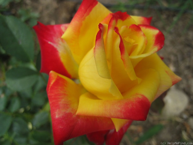 'Abby's Angel' rose photo