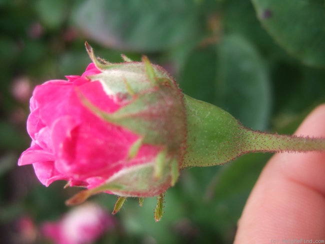 'Bérénice (gallica, Vibert, 1818)' rose photo