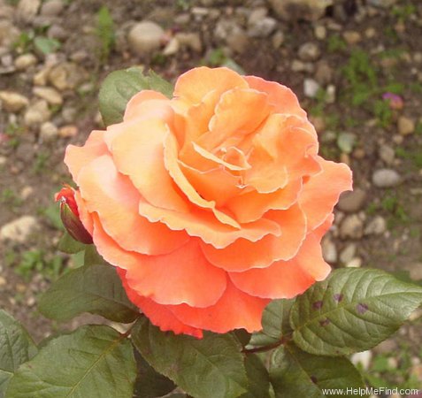 'Duke of Windsor' rose photo