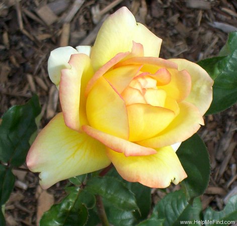 'Centennial Star' rose photo