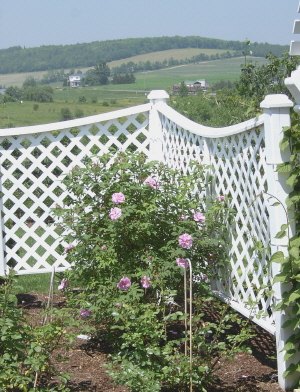 'Alberta Bell's Rose Garden'  photo