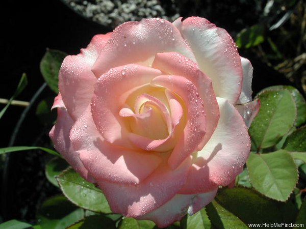 'Lynette' rose photo