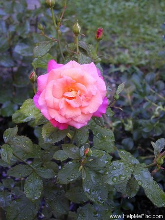 'Freisinger Morgenröte (shrub, Kordes, 1988)' rose photo