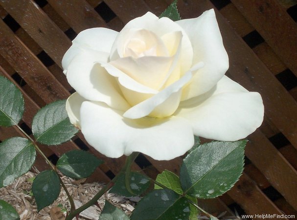 'Great Nord' rose photo