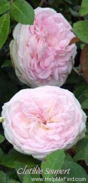 'Clotilde Soupert (polyantha, Soupert & Notting 1888)' rose photo