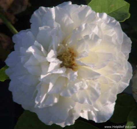 'Kronprinzessin Viktoria' rose photo