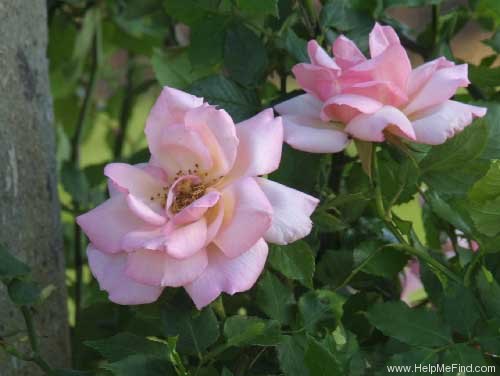 'Lady Waterlow' rose photo