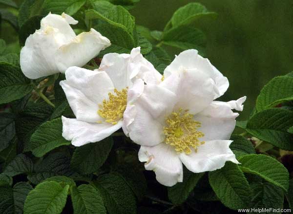 '<i>Rosa rugosa</i> f. <i>alba</i> Rehder' rose photo