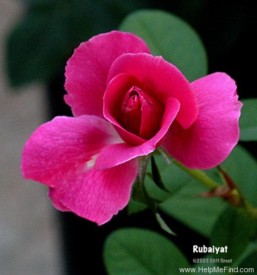 'Rubaiyat' rose photo