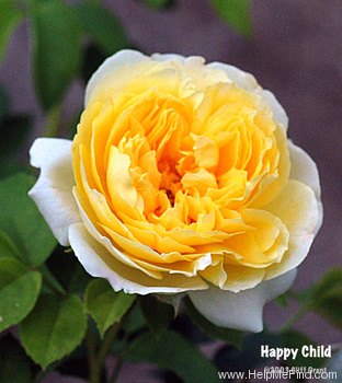 'Happy Child' rose photo