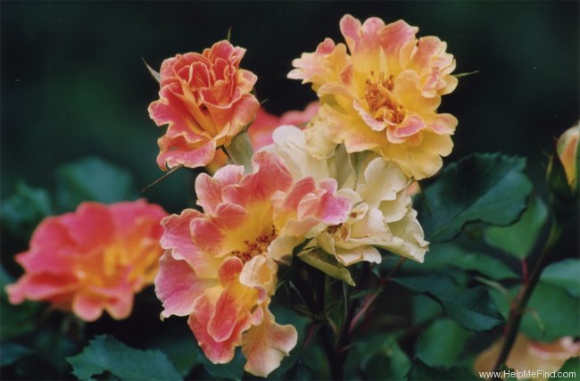 'Pur Caprice ® (shrub, Delbard, 1997)' rose photo