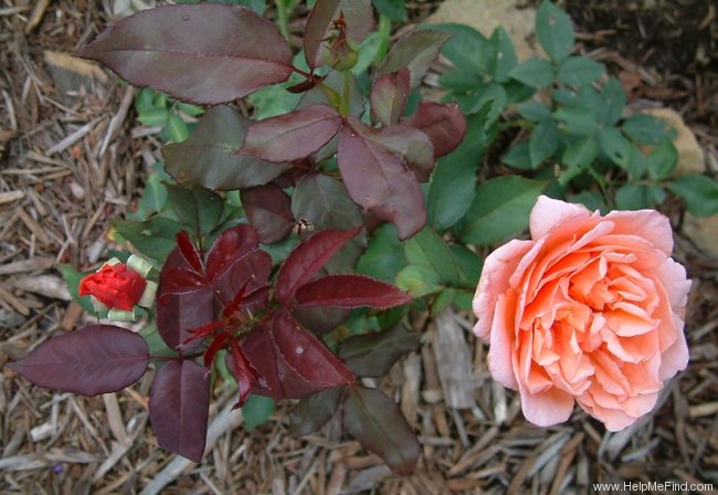 'Enchanted Autumn' rose photo