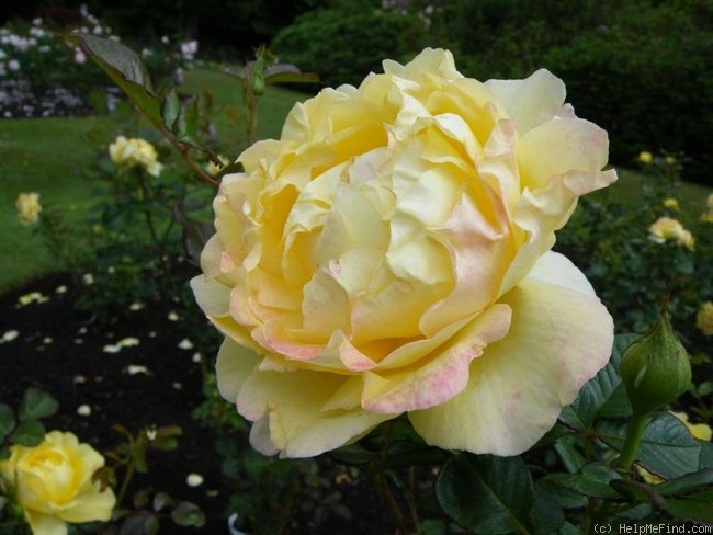 'Mountbatten' rose photo