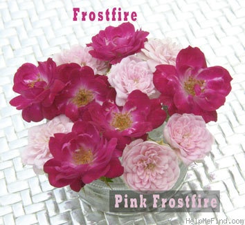 'Pink Frostfire' rose photo