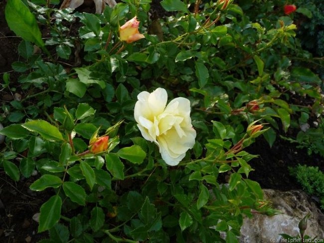 'Celina ® (shrub, Noack, 1997)' rose photo
