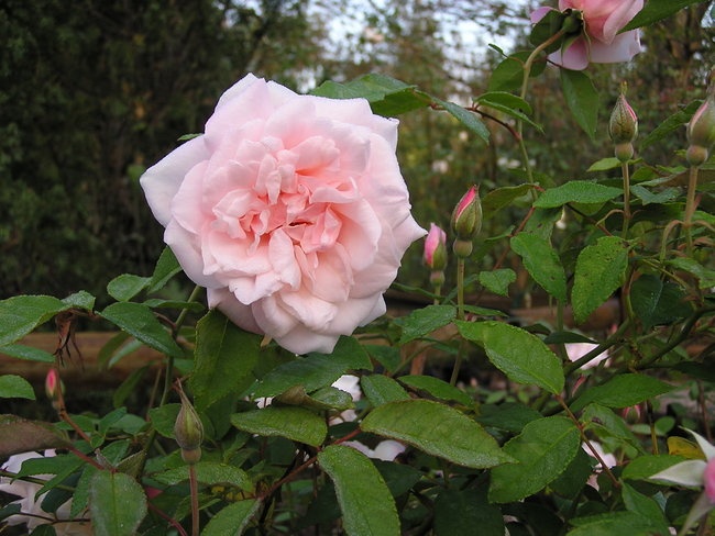 'Country Care Roses'  photo