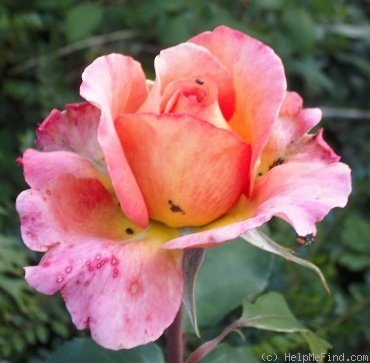 'Albrecht Dürer Rose®' rose photo