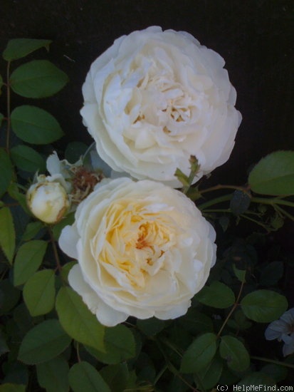 'Claire Austin' rose photo