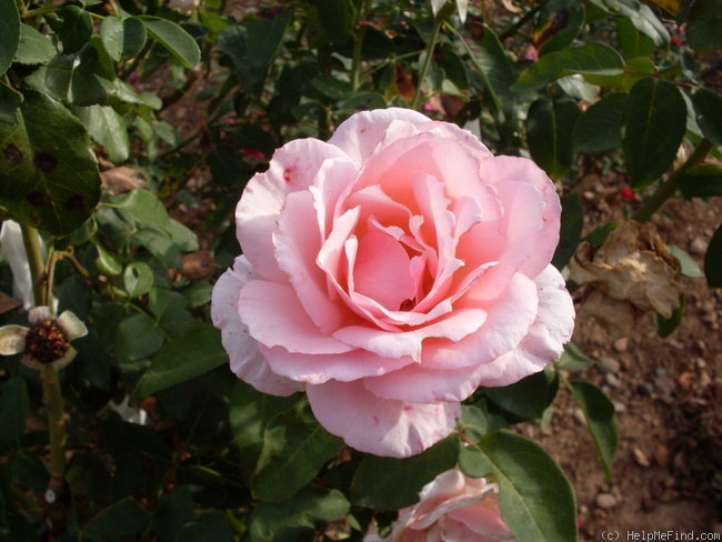 'Angel eyes (hybrid tea, Alberici 2009)' rose photo
