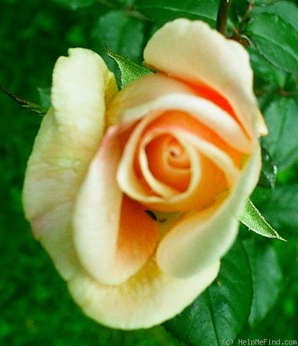 'Mrs. Frederick W. Vanderbilt' rose photo
