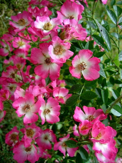 'Pink Spray ®' rose photo