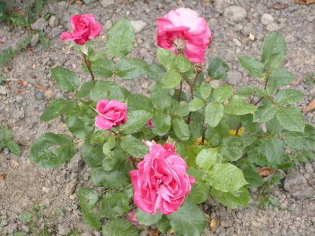 'Madame Juliette Guillot ®' rose photo