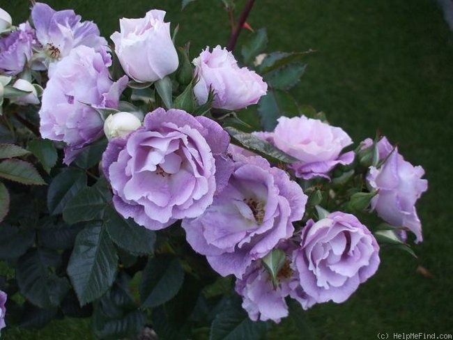 'Blue For You (Floribunda, James 2001)' rose photo