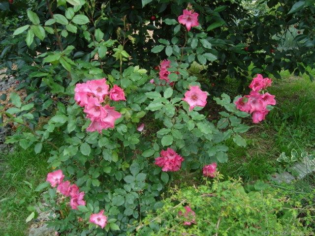 'Hanseat' rose photo