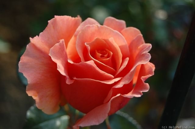 'Nancy Reagan ™ (hybrid tea, Zary 2005)' rose photo
