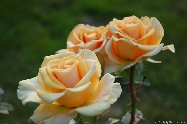 'Marilyn Monroe ™ (Hybrid Tea, Carruth, 2001)' rose photo