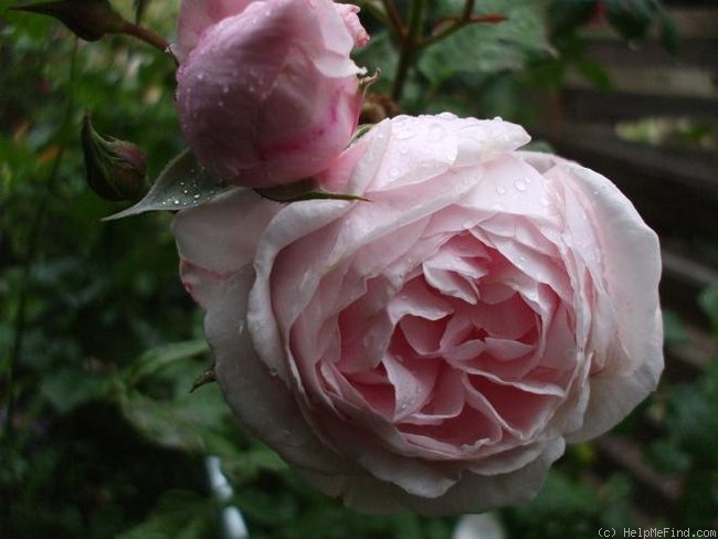 'Nahéma' rose photo